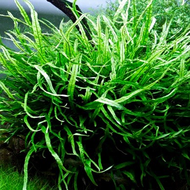 Microsorum mini in pot